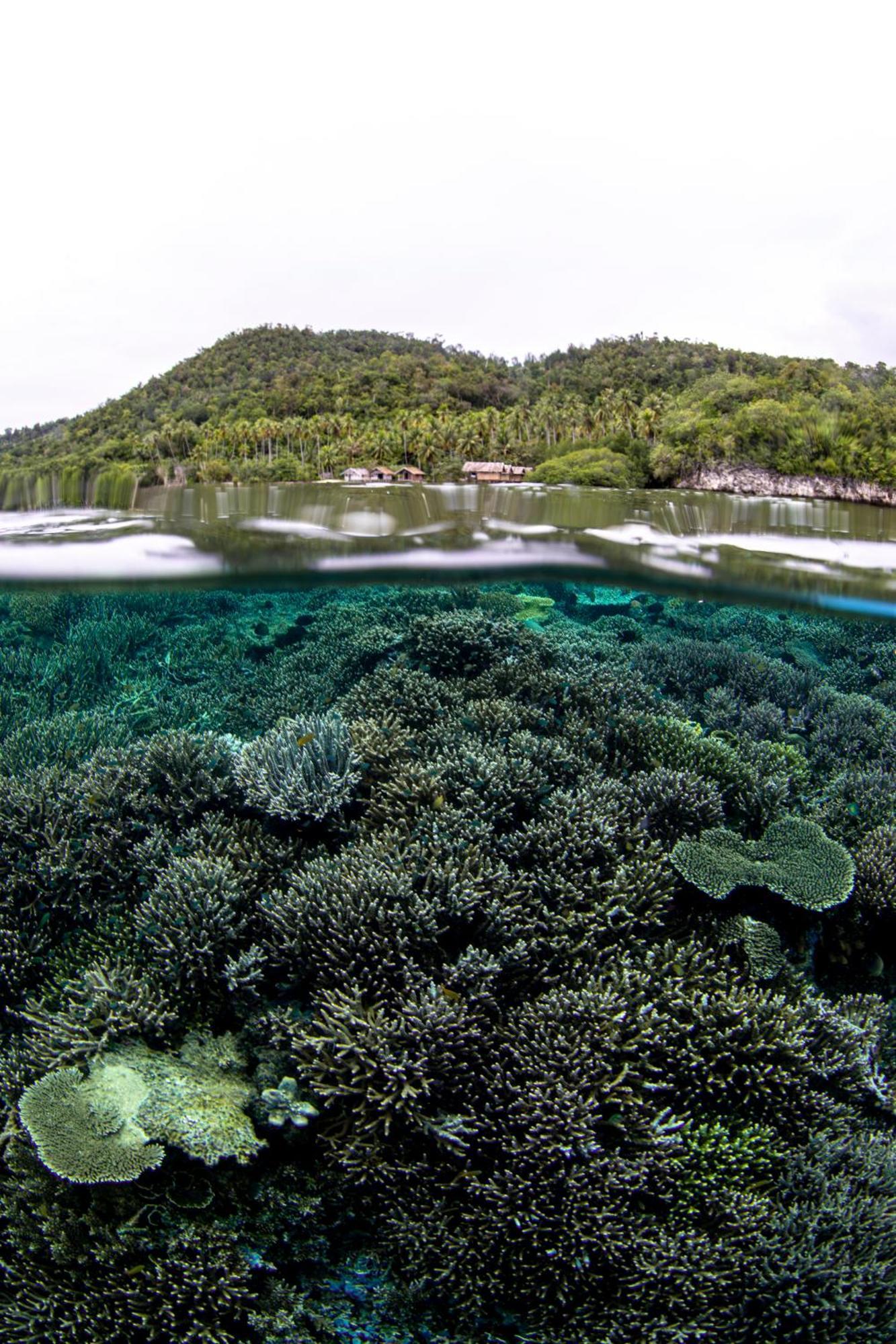 Mansuar Raja Ampat Bungalows Kri Dış mekan fotoğraf